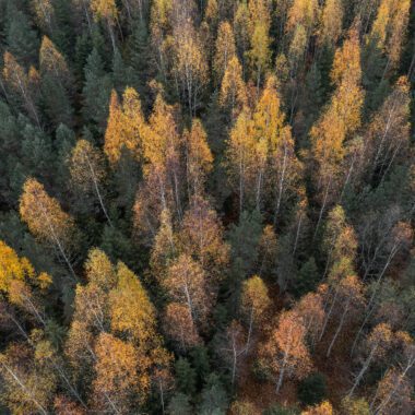 Fall Foliage Near Denver