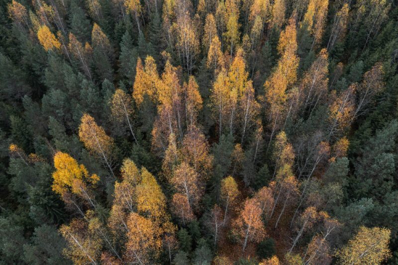 Fall Foliage Near Denver